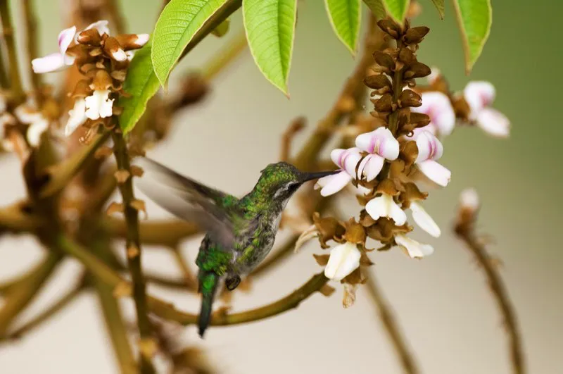 (Esmeralda piquirroja / Chlorostilbon gibsoni - Valle del Magdalena y Guajira). Con sus alas paralizadas en vuelo, esta esmeralda piquirroja muestra su vientre blanco y su ceja. El macho es verde brillante. Murray Cooper