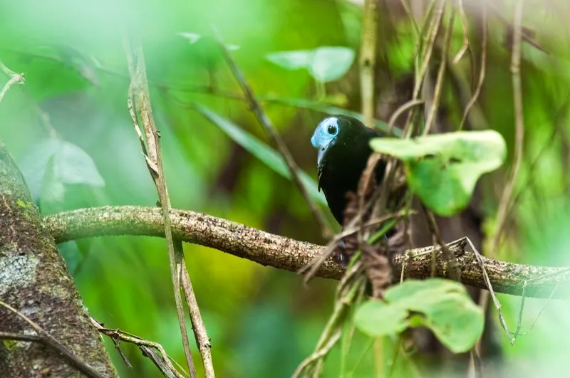 (Hormiguero calvo / Gymnocichla nudiceps - Caribe y Magdalena Medio). ¿Se quedó pelón este hormiguero? ¡No, es un macho hormiguero calvo perfectamente normal! Este hormiguero suele perseguir tropas de hormigas guerreras, y se cree que la piel azulosa de su cabeza está relacionada con su estrategia de forrajeo. No es el único. Varios seguidores de hormigas tienen parches de piel desnuda alrededor de los ojos. Murray Cooper