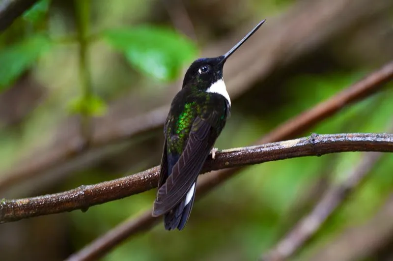 (Inca collarejo / Coeligena torquata - Andes Occidentales, Centrales y Orientales). Este inca collarejo es inconfundible cuando destella su cola blanca mientras merodea de flor en flor en el interior del bosque. Es un colibrí grande y agresivo, que seguirá a otros colibríes por varios segundos, usando, de darse el caso, su largo pico como una espada. Murray Cooper