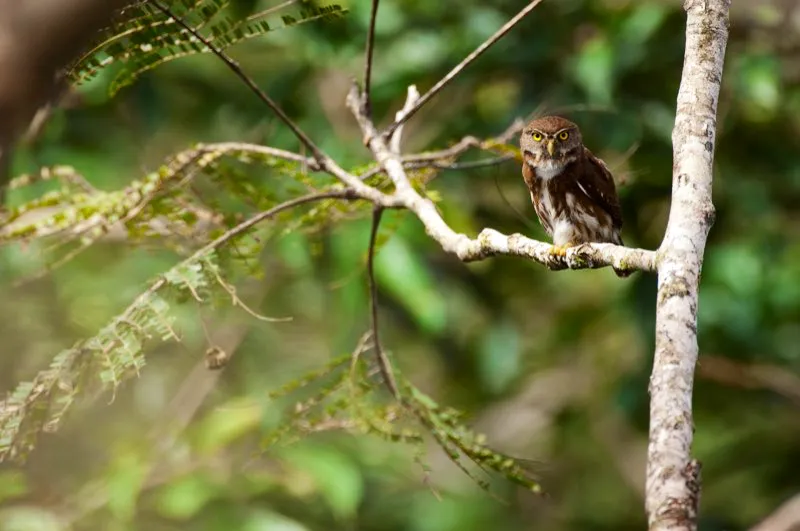 (Buhto ferrugneo / Glaucidium brasilianum - Guajira, Llanos y Amazonia). A diferencia del comn de los bhos, este buhto ferrugneo es diurno. Sus presas principales son aves pequeas; para atraparlas sin fallo, se vale de ataques sorpresa. Cuando las tangars y otras aves de dosel detectan un buhto, enloquecen; lo acosan y atacan procurando ahuyentar el peligro. Murray Cooper