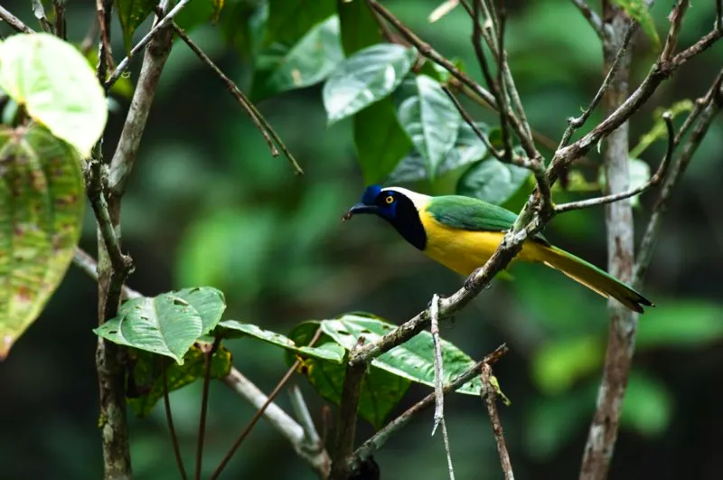 (Carriquí verdiamarillo / Cyanocorax yncas - Andes Occidentales, Centrales y Orientales). Los carriquí o urracas construyen su nido en un árbol o matorrales tupidos, y la hembra pone de 3 a 5 huevos. Solo la hembra los incuba, pero sus parientes se encargan de cuidar a las crías. Hay registros en Colombia de que la carriquí verdiamarillo cuida las crías por varios años, y estos hijos ayudan con la crianza de las siguientes generaciones. Murray Cooper