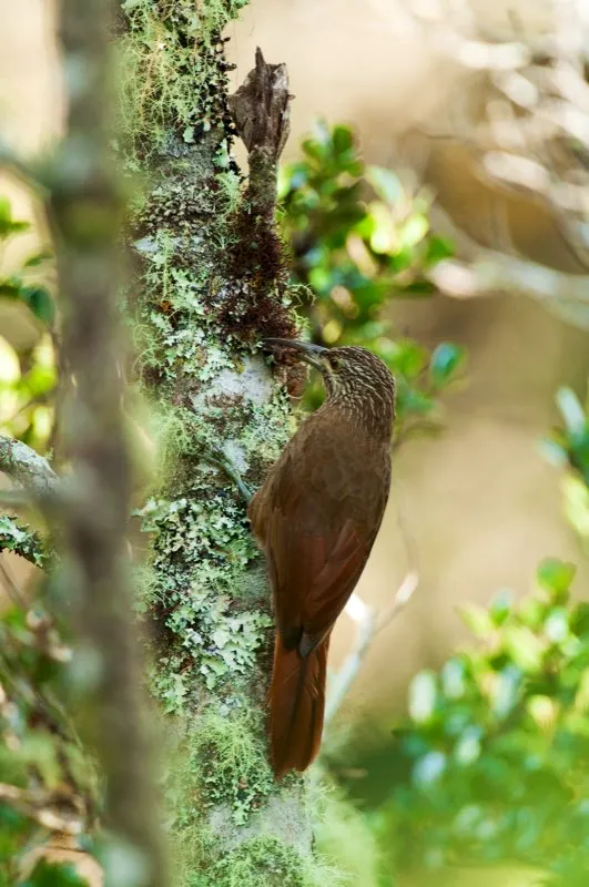 (Trepatroncos gigante / Xipholocolaptes promeropirhynchus - Andes Centrales y Orientales, Sierra Nevada de Santa Marta). Este es el trepatroncos más grande de Colombia, y hace honor a su nombre. Utiliza su enorme pico para disgregar plantas epifitas, bromelias y masas de musgos, en búsqueda de insectos grandes para comer. Murray Cooper