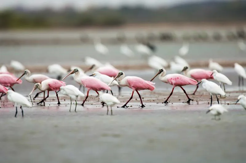 (Espátula rosada / Platalea ajaja - Costa Caribe y Llanos). Estos hermosos pájaros son monógamos, pero generalmente solo época de anidación. Anidan en manglares y otros árboles, donde sus áreas son compartidas a menudo con otras especies, como los íbices o garzas. La hembra pone de 3 a 5 huevos blancos y los dos padres incuban y alimentan los pichones con regurgitación parcial. Los picos de los polluelos son cortos y rectos, pues solamente desarrollan su forma característica de cuchara cuando maduran. Murray Cooper