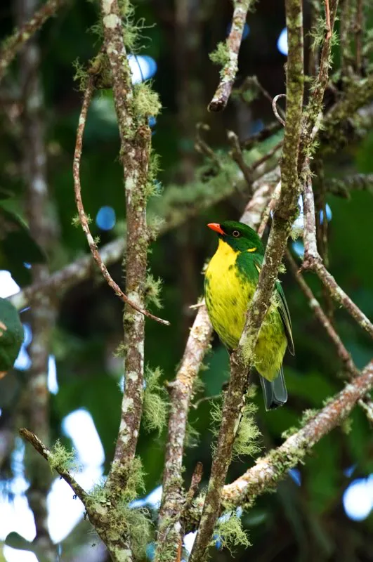 (Frutero pechidorado / Pipreola aureopectus - Andes Occidentales y Orientales, Sierra Nevada de Santa Marta). El aislamiento de la Sierra Nevada de Santa Marta tiene dos caras: muchas aves son endémicas, pero la diversidad de especies es baja. Varias especies de fruteros habitan en los Andes de Colombia, pero en Santa Marta solo se encuentra el frutero pechidorado. En santa marta es más numeroso que en el resto de Colombia, quizá por ser el único frutero en esos bosques. Murray Cooper