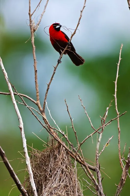 (Toche carmes / Ramphocelus nigrogularis - Amazonia). Este toche carmes macho construye un nido desprolijo, en forma de bolsa, usando fibras secas. Tanto macho como hembra lo construyen y luego cuidan a los polluelos. Pese a su aparente monogamia, con frecuencia mantienen cpulas extramaritales Algn otro macho podra ser el padre de las cras que cuida este macho! Murray Cooper