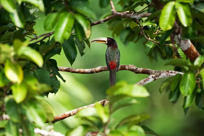 (Pich pico de marfil / Pteroglossus azara - Amazonia).  Los pichs son tucanes pequeos con cabezas negras y rabadillas rojas. Hay cuatro especies de pichs en la Amazonia colombiana, incluyendo el pich pico de marfil. Murray Cooper