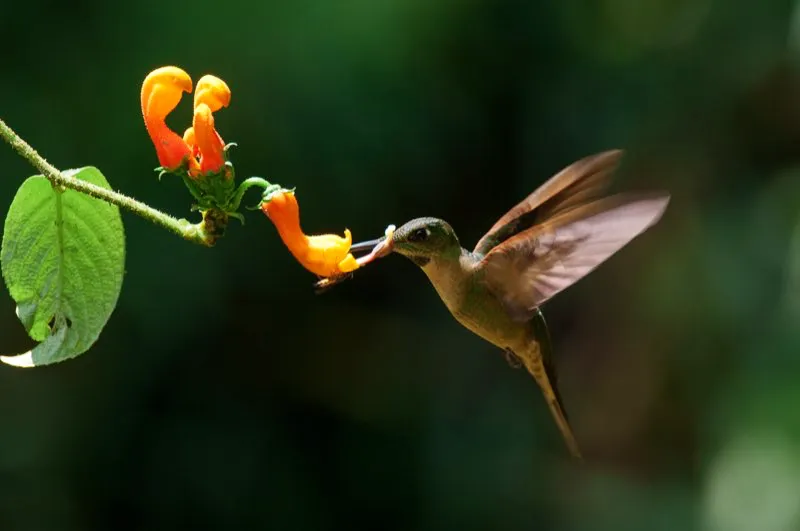 (Diamante pechigamuza / Heliodoxa rubinoides - Andes Occidentales y Centrales). La dieta de los colibríes consiste principalmente en néctar, y aunque es una excelente fuente de energía, no contiene muchos nutrientes. Por eso los colibríes necesitan complementar su dieta con arañas e insectos,para obtener las proteínas, aminoácidos, vitaminas y minerales que les hacen falta. Murray Cooper