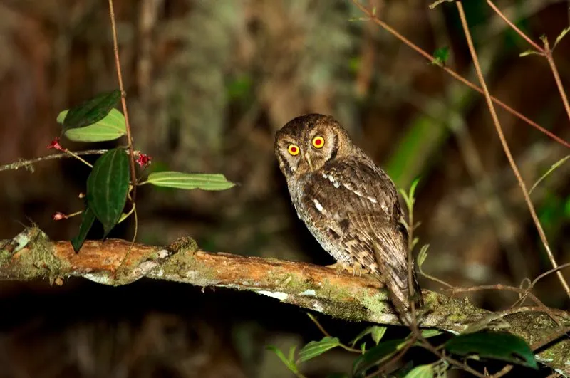 (Currucutú / Megascops choliba - Valles del Cauca y Magdalena, Amazonia y Llanos). La voz burbujeante del currucutú es un sonido común en hábitats agrícolas y zonas con cierta cobertura boscosa de Colombia; su nombre refleja el sonido de su voz. Los búhos aparecen con frecuencia en mitos y leyendas, como figuras de sabiduría y respeto y como símbolos de muerte y oscuridad. Murray Cooper