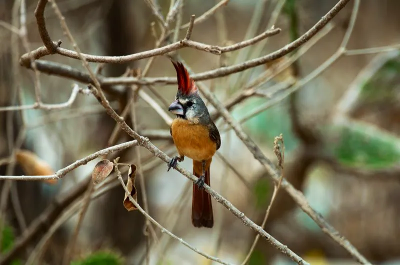 (Cardenal guajiro / Cardinalis phoeniceus - Guajira). Solo existe un rey de la Guajira, ¡el cardenal guajiro! Este macho hace alarde de su plumaje rojo brillante; la hembra no se queda atrás, con su cresta roja y partes ventrales color durazno. Murray Cooper