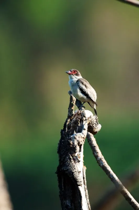 (Titira enmascarada / Tityra semifasciata - Chocó, Caribe y Valle del Magdalena). La hembra titira enmascarada se diferencia del macho, muy blanco, por su cabeza café y espalda gris. Este pájaro relativamente común hace su nido en las cavidades de los árboles. Murray Cooper