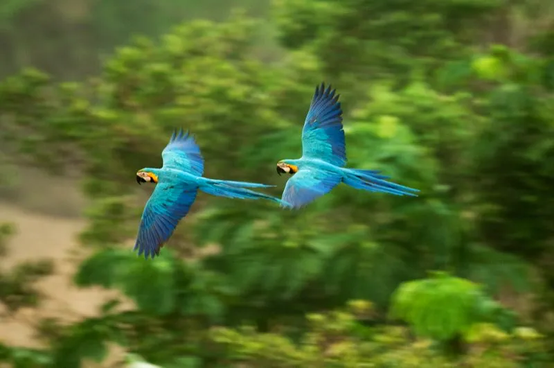 (Guacamaya azuliamarilla / Ara ararauna - Chocó, Magdalena Central y Amazonia). Belleza pura: una pareja de Guacamayas Azuliamarillas vuelan ante el fondo verde del bosque. Las guacamayas son aves monógamas, que suelen volar en pares por sobre los bosques tropicales. Murray Cooper