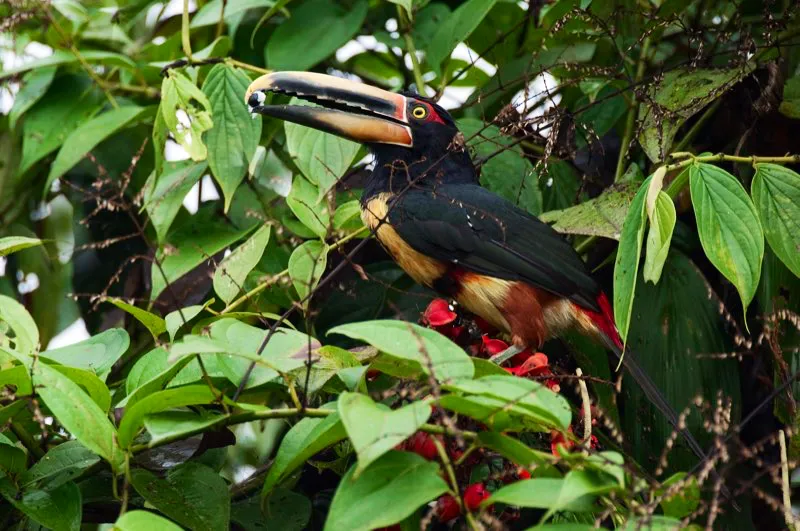 (Pichí bandeado / Pteroglossus torquatus - Caribe y Valle del Magdalena). Un pichí bandeado adulto colecta un fruto verde para acarrearlo hacia su nido. Los pichís jóvenes dejan el nido a las seis semanas de edad, pero se mantienen junto a sus progenitores por un año completo. Estos grupos familiares incluso duermen juntos: ¡hasta seis pichís bandeados se empaquetan en un mismo hueco! Murray Cooper