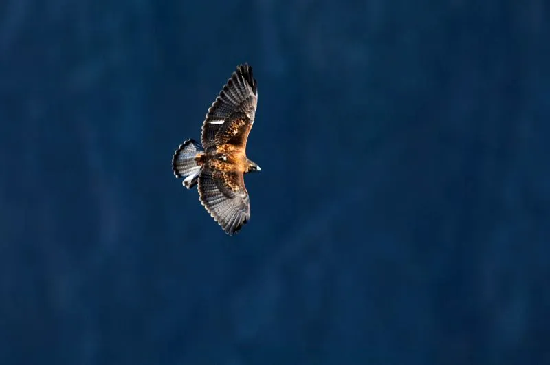 (Gavilán andino / Buteo polyosoma - Andes Centrales).
Este gavilán hace honor a su nombre: siempre luce la cola blanca con una banda negra, pero el resto del plumaje puede ser pálido, gris, negruzco, pardo o incluso rojizo. Aunque cada gavilán muestra un solo patrón de plumaje, las diferencias entre varios individuos pueden ser considerables. De hecho, el gavilán andino es tan variable que los ornitólogos todavía debaten si se trata de dos especies diferentes. Murray Cooper