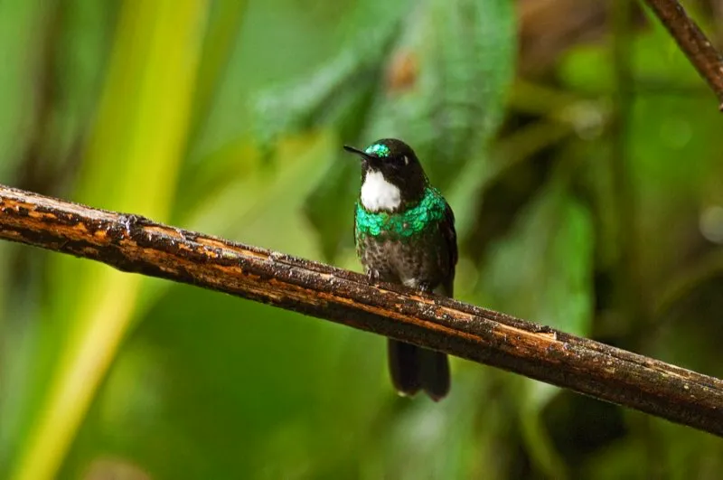(Ángel gorgiturmalina / Heliangelus exortis - Andes Occidentales y Centrales). Los colibríes son criaturas simplemente extraordinarias; zigzaguean por el bosque, de flor en flor; el halo de sus veloces alas apenas visibles, mientras vuelan estacionados frente a una flor para sorber su néctar. Sus corazones laten a un ritmo increíble, lo necesario para sostener un estilo de vida tan intenso. ¡El ritmo cardíaco más alto que se ha detectado en un colibrí es de 1.260 latidos por minuto! Viven en toda América, pero su mayor diversidad está en los Andes. Murray Cooper