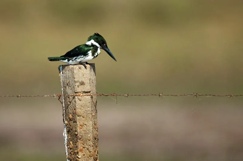 (Martn pescador chico / Chloroceryle americana - Tierras bajas de toda Colombia). Una hembra de martn pescador chico mira atentamente hacia el agua, esperando el paso del resplandor plateado de algn pez. Los martines-pescadores se han adaptado a ambientes modificados por el ser humano. Usualmente se encuentran acechando peces desde cables telefnicos o cercas. Murray Cooper