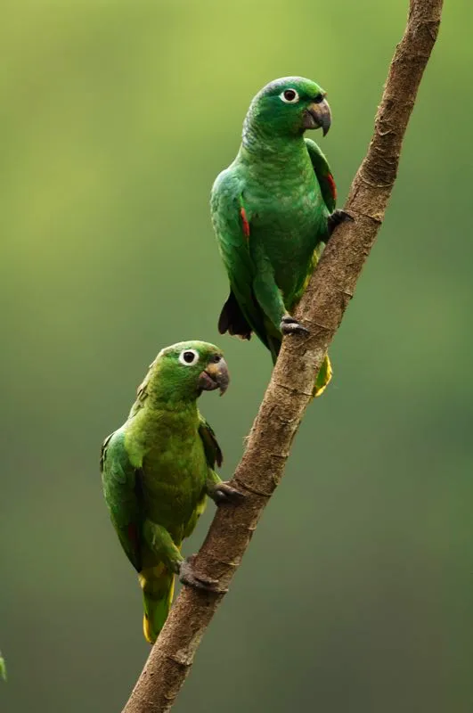 (Lora real / Amazona farinosa - Choc, Magdalena Medio y Amazonia). Los bancos de arcilla de la Amazonia atraen a numerosas loras, cotorras, pericos y guacamayas (ms de diez especies pueden visitar un banco de arcilla durante una maana). Las loras reales llegan en pares, mientras los periquitos cabeciamarillos lo hacen en bandadas grandes. Ambas especies se posan en las orillas del ro antes de acercarse a ingerir la arcilla. Murray Cooper