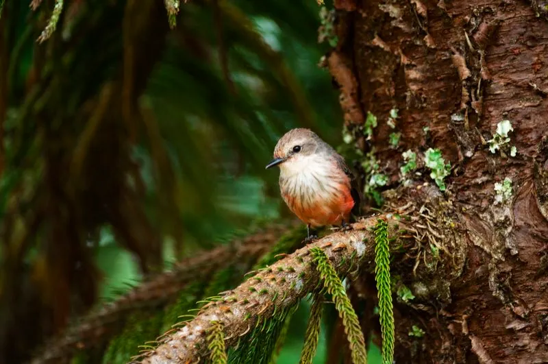 (Titiribí pechirrojo / Pyrocephalus rubinus - Caribe, Valle del Magdalena y Llanos). Las atrapamoscas en general no son aves muy vistosas, pero el macho del titiribí pechirrojo es uno de los pájaros más coloridos de toda Colombia, y hasta la hembra es medio llamativa con su color blancuzco y el vientre rosado. Murray Cooper
