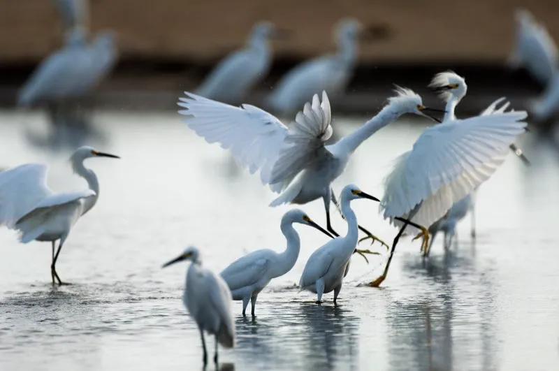 (Garza patiamarilla / Egretta thula - Tierras bajas de toda Colombia). Exhibiendo sus patas amarillas, estos dos machos de garza patiamarilla se enredan en un combate, graznando y brincando hacia arriba, trenzados el uno al otro. Esta lucha duró ¡cerca de cinco minutos! Mientras estos dos peleaban, el resto de garzas continuaban pescando serenamente. Murray Cooper