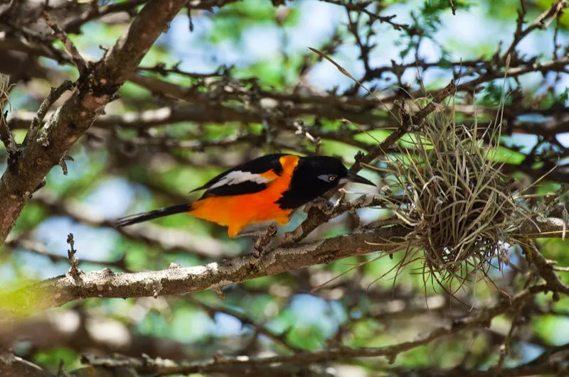(Turpial guajiro / Icterus icterus - Guajira y Llanos). El turpial guajiro es demasiado llamativo, en detrimento propio. Su plumaje naranja intenso y su melodiosa voz resultan muy atractivas y conllevan su captura para el mercado de mascotas. En muchas zonas es más probable ver un turpial guajiro enjaulado que uno libre. Lamentablemente, las aves cautivas reciben una dieta pobre, por lo que su plumaje se desluce a un amarillo tenue. Murray Cooper