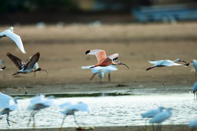 (Corocora e ibis blanco / Eudocimus ruber y Eudocimus albus - Costa Caribe y Llanos). Esta fue una rara oportunidad de obtener una imagen de estas dos especies de ibis (la blanca y la escarlat) volando juntos, y completamente enfocada. Oportunidades como esta hicieron que el calor de la Guajira fuera un poco mas fácil de aguantar. Murray Cooper