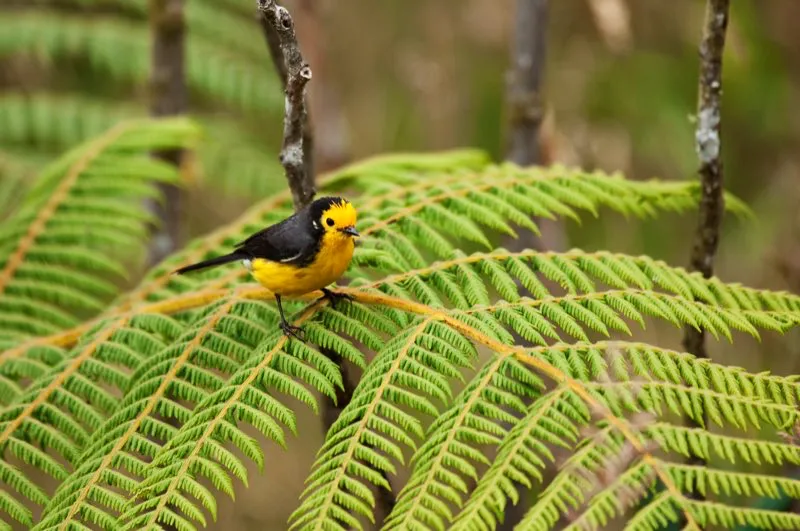 (Abanico cariblanco / Myioborus ornatus - Andes Occidentales, Centrales y Orientales). El abanico cariblanco luce plumajes algo distintos en cada una de las estribaciones andinas del país. La cara amarilla de este abanico es típica de un individuo de los Andes Occidentales; si viviera en los bosques arriba de Bogotá, su cara sería blanca. Murray Cooper
