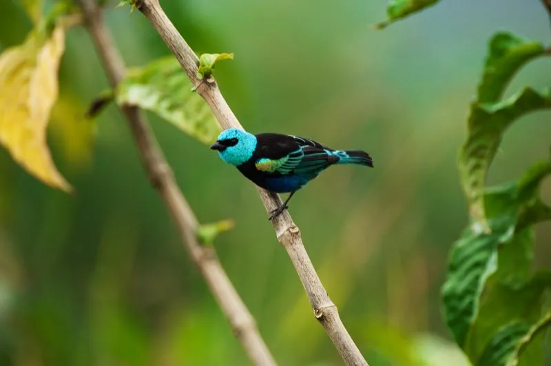 (Tangará real / Tangara cyanicollis - Andes Occidentales, Centrales y Orientales). Los tangarás, como este tangará real, son algunas de las aves más preciosas de Colombia. En muchas aves de vivos colores, los machos suelen ser coloridos y las hembras desteñidas. Sin embargo, la mayoría de tangarás son monocromáticas; es decir, tanto macho como hembra muestran plumajes de vívidos colores. Murray Cooper