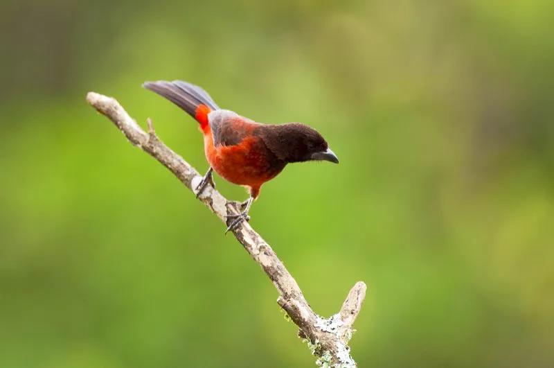 (Toche pico de plata / Ramphocelus dimidiatus - Caribe, Valles del Cauca y Magdalena). A los pajareros les encantan las rarezas, por lo que en ocasiones ignoran a las aves comunes como este toche pico de plata hembra. ¡Gran error! Porque la belleza de este toche, con su plumaje rojo aterciopelado, es única entre las aves. Murray Cooper