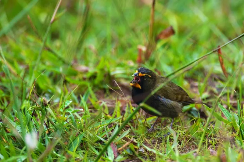 (Semillero cariamarillo / Tiaris olivaceus - Valles del Cauca y Magdalena). Este semillero cariamarrilo se une al coro del alba, cantando con su pico bien abierto. El canto de las aves es más pronunciado al amanecer. Una hipótesis es que el viento es mínimo cuando amanece, por lo que las ondas sonoras pueden viajar por el aire sin interferencia. Murray Cooper