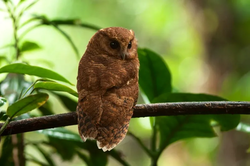 (Autillo Canela / Megascops petersoni - Piedemonte en el noreste de Antioquia). Los búhos usan sus grandes ojos para cazar en la noche. Sus alas suaves y redondeadas les ayudan a volar silenciosamente cuando van de cacería tras roedores, murciélagos e insectos grandes. Fuimos afortunados en encontrar este lindo autillo canela en su refugio diurno, ¡una observación rara! Murray Cooper