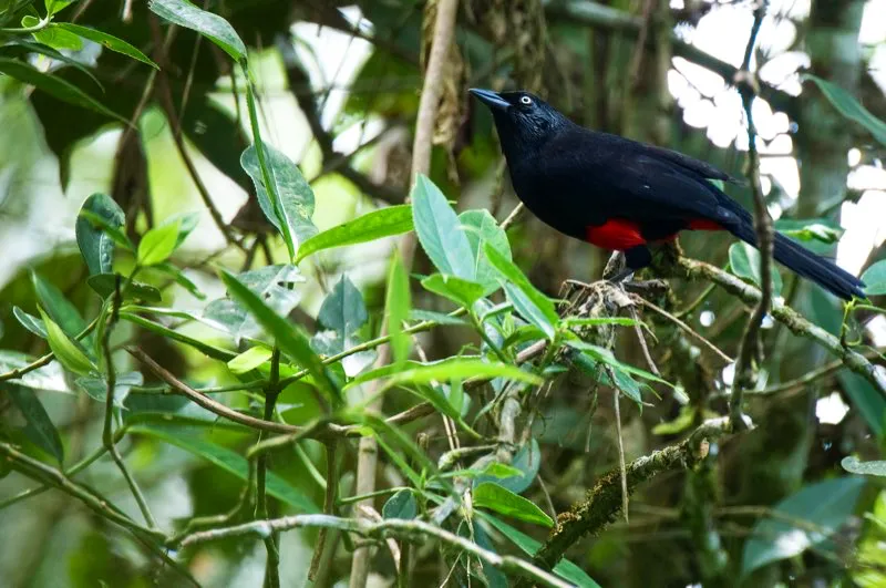 (Cacique candela / Hypopyrrhus pyrohypogaster - Norte del Valle del Cauca y piedemontes del norte de Antioquia). Este cacique, con su vientre rojo escarlata y su ojo pálido, es un deslumbrante endemismo colombiano. El cacique candela vive en pequeños grupos, reiterando frecuentemente en comportamientos útiles para fortalecer los vínculos sociales. Aunque se distribución global es muy reducida, se puede ver en los suburbios de Medellín. Murray Cooper