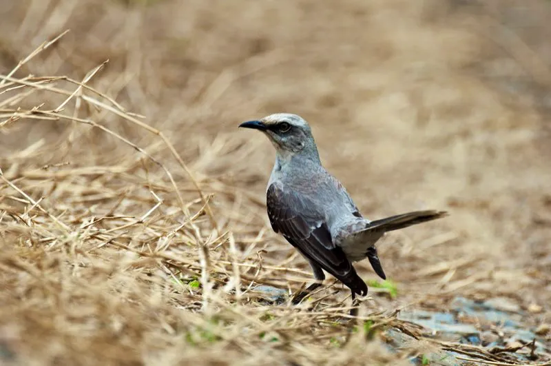 (Sinsonte común / Mimus gilvus - Valles del Cauca y Magdalena, Caribe y Llanos). Los sinsontes son renombrados por sus habilidades vocales. Tienen un impresionante repertorio sonoro en el que, además, incorporan sonidos que escuchan, incluyendo los cantos de otras aves. ¿Por qué lo hacen? Pues porque la hembra prefiere reproducirse con machos que emiten una variedad de sonidos; ¡un repertorio vocal amplio es sexi entre los sinsontes! Murray Cooper