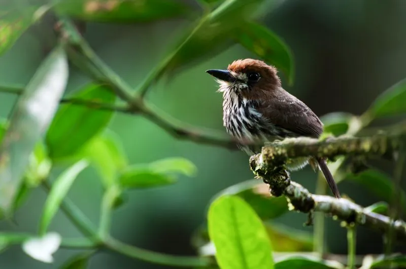 (Bigotudo lanceolado / Micromonacha lanceolata - Chocó, Amazonia y piedemonte del norte de Antioquia). Es muy difícil detectar a las aves que se sientan en quietud total. El bigotudo lanceolado es un buen ejemplo.pero cuando se lo encuentra, es un excelente modelo fotográfico: ¡se queda absolutamente inmóvil! Murray Cooper