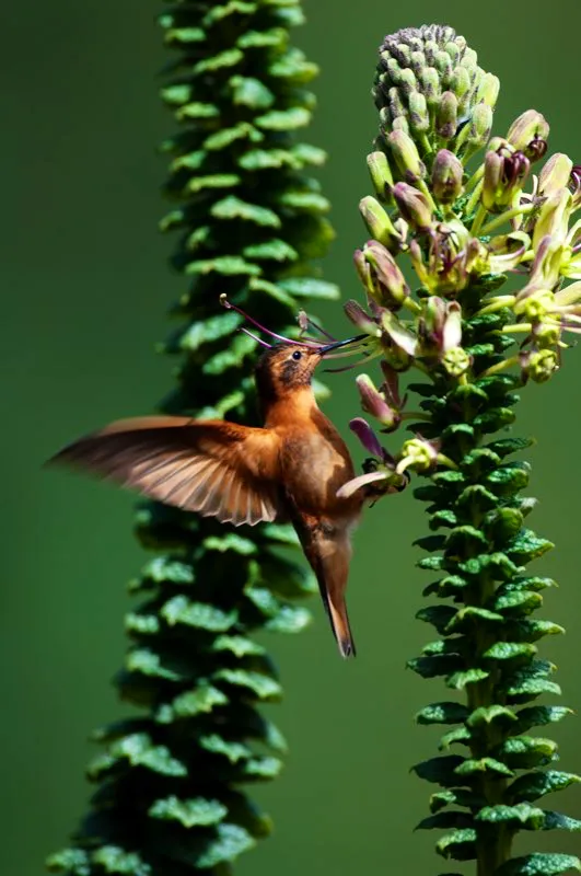 (Colibrí paramuno / Aglaeactis cupripennis - Andes Centrales y Orientales). La mayoría de nombres de aves son descriptivos. Los fantásticos colores de los colibríes han inspirado los nombres más originales. Diamantes, coronitas, ángeles, alizafiros y gemas habitan en los bosques andinos. Aquí, un colibrí paramuno exhibe su vívida decoración. Murray Cooper