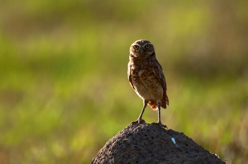 (Mochuelo conejo / Athene cunicularia - Llanos y Guajira). El mundo de las aves est lleno de sorpresas: imagnese un bho que anida en galeras subterrneas y se mueve durante el da. El mochuelo conejo excava galeras en el suelo usando sus largas patas, y suele posarse sobre termiteros terrestres cerca de sus nidos. Murray Cooper