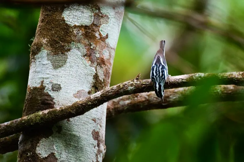 (Cebrita trepadora / Mniotila varia - Migrante neotropical; las tres cordilleras andinas). Los primeros migrantes neotropicales arrivan a Colombia en septiembre y octubre de cada año. Estas aves (atrapamoscas, tangarás y muchas reinitas, como esta Cebrita Trepadora) se reproducen en América del Norte y luego vuelan hacia el sur, huyendo del invierno próximo. Muchas vuelan hasta Colombia, donde permanecen varios meses viviendo en nuestros bosques, antes de mirar de regreso a Norteamérica, adonde retornan en marzo y abril a reproducirse otra vez. Murray Cooper