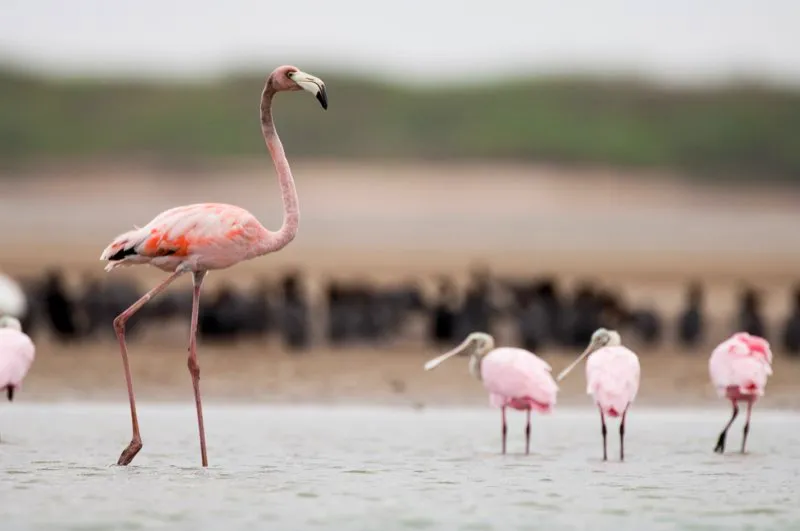 (Flamenco rosado / Phoenicopterus ruber - Guajira). Levantado por sobre una bandada de Espátulas Rosadas, un flamenco rosado anda a zancadas por una laguna costera en el Santuario Los Flamencos. Estos flamencos no nidifican en Colombia, apenas visitan la península de la Guajira luego de reproducirse en las lagunas costeras de Venezuela. Murray Cooper