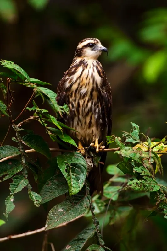 (Caracolero común / Rostrhamus sociabilis - Costa Caribe, Valle del Cauca, Amazonia y Llanos). Este rapaz de tamaño mediano es miembro de la familia Accipitridae. En la foto vemos un ejemplo de una hembra que es más colorida que el macho. Esta es una excepción a la regla en el mundo de las aves, donde generalmente los machos tienen el plumaje más vistoso. Murray Cooper