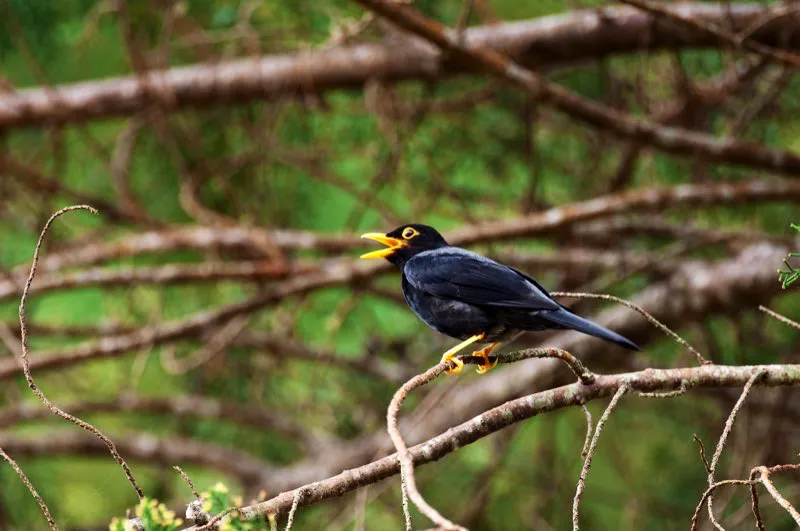 (Mirla negra / Turdus flavipes - Andes Orientales y Sierra Nevada de Santa Marta). La mirla negra es una de las especies más atractivas de su familia, como lo muestra este magnífico macho con su espalda plateada, cuerpo negro lustroso y pico amarillo intenso. Su elaborado y trinado canto es un sonido placentero en las plantaciones de café de sombrío en las montañas de Santa Marta. Murray Cooper