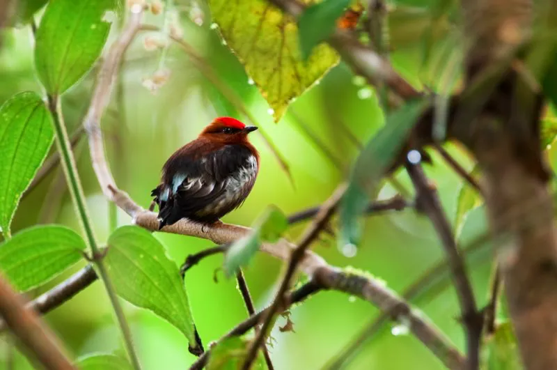 (Saltarn relmpago / Machaeropterus deliciosus - Piedemontes del Choc). Los cantos son caractersticas insignes en las aves, pero solo el saltarn relmpago canta con las plumas! Este impresionante saltarn emite una nota ntida sacudiendo sus alas para frotar las plumas torcidas contra aquellas normales. Este mtodo de producir sonido, similar a la estridulacin (el modo de cantar) de los grillos, es nico entre todas las aves. Murray Cooper