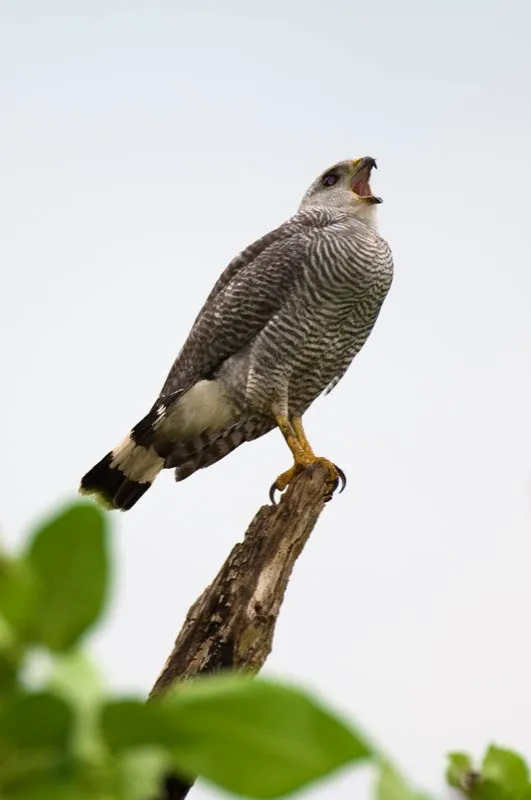 (Gaviln saraviado / Asturina nitida - Choc, Caribe y Valle del Magdalena). Un gaviln saraviado emite un penetrante alarido. Este rapaz comn en tierras bajas ostenta un delicado plumaje gris perlado. Tiene una dieta variada, como muchos rapaces. Generalmente come lagartijas y culebras, pero tambin depreda mamferos pequeos, aves y ranas. Murray Cooper