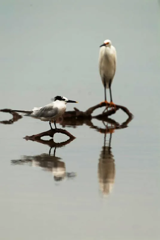 (Gaviotn patinegro y garza patiamarilla / Thalasseus sandvicensis y Egretta thula - Costas del Pacfico y Caribe, tierras bajas de toda Colombia). La dieta de estas aves acuticas consiste en pescado, crustceos, insectos y pequeos reptiles. Ellos cazan su presa en aguas poco profundas, frecuentemente corriendo o arrastrando los pies, asustando su presa a la vista. Tambin usan una forma de pesca de inmersin mientras sobrevuelan el agua con sus pies encima del agua. Murray Cooper