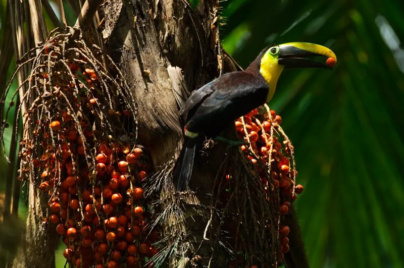 (Tucn del Pacfico / Ramphastos brevis - Choc). Este pico conico es la herramienta perfecta para llegar a las frutas complicadas, como estos espinosos ejemplares de la palma chontilla: cada rbol es un verdadero mercado de frutas para cualquier tucn o pjaro paraguas del vecindario. Murray Cooper