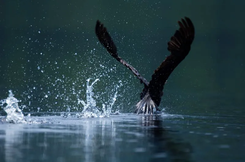 (Pato aguja americano / Anhinga anhinga - Tierras bajas en toda Colombia). En algunas reas el pato aguja americano va con el nombre local de pjaro serpiente, puesto que cuando nada, frecuentemente sumerge todo su cuerpo y solo el largo pico y la cabeza son visibles sobre el agua. Y esa forma tan aguda de su pico es la razn para su otro nombre comn de pato aguja. Murray Cooper