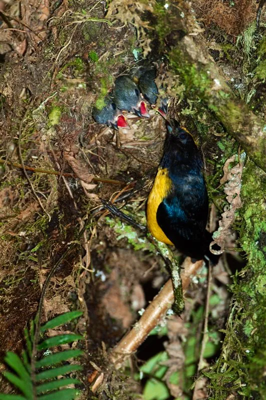 (Eufonia buchinaranja / Euphonia xanthogaster - Choc, Valles del Magdalena y Cauca, Amazonia). Las euphonias estn ahora dentro de la familia Fringillidae (pinzones), pero formalmente considerados Tangaras (Thraupidae). Estas aves tienen un rango amplio y son comunes dentro del bosque hmedo.  Murray Cooper