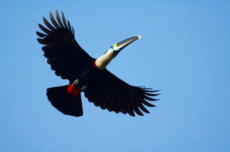 (Tucn pechiblanco / Ramphastos culminatus - Amazonia). Los tucanes son difciles de fotografiar en vuelo por su patrn de vuelo tan irregula: no vuelan en linea recta como un gaviln, donde uno puede mantener el enfoque con facilidad, pero suben mientras aletean y despus bajan mientras planean por algunos segundos antes del siguiente aleteo. Murray Cooper