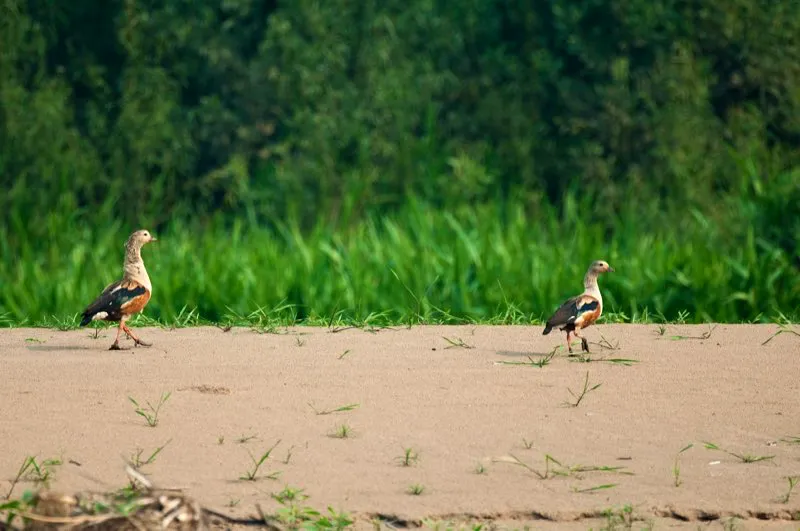 (Pato carretero / Neochen jubata - Llanos). El pato carretero es una especie de zonas prstinas. Para verlos, necesita viajar ms all de Villavicencio o Yopal. Aunque la cacera ha mermado sus poblaciones, todava son numerosos en ciertos rincones remotos de los Llanos de Colombia. Murray Cooper