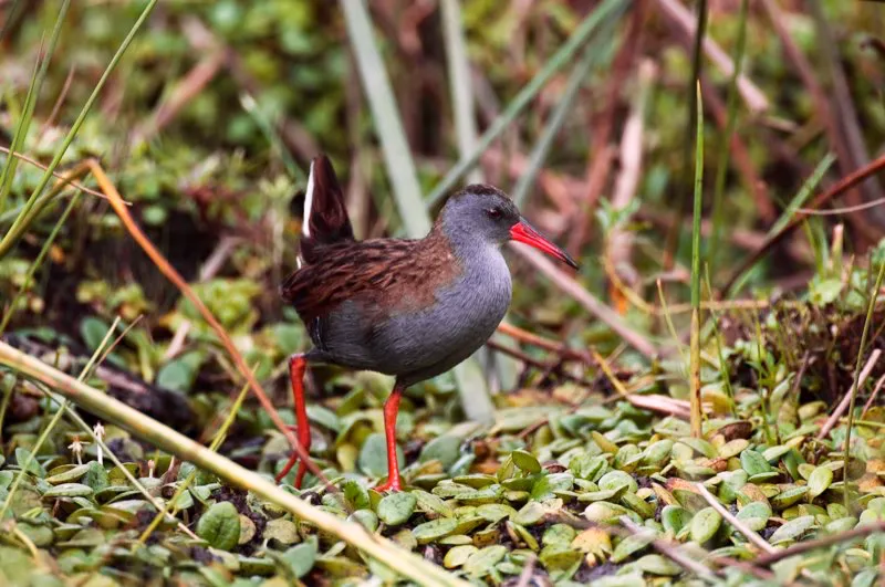 (Rascón bogotano / Rallus semiplumbeus - Sabana de Bogotá). ¿En dónde vive el rascón bogotano? En Bogotá, ¡por supuesto! La Sabana de Bogotá fue históricamente una gran ciénaga, pero ha sido mermada en gran medida por el desarrollo agrícola y urbano. Como resultado, aves de ciénagas, como el rascón bogotano, ahora subsisten solamente en un puñado de humedales y lagunas, por lo que están muy amenazados. La protección de estos humedales es crítica; si no se toma esta medida, este rascón, con su pico rojo coral, se extinguirá. Murray Cooper