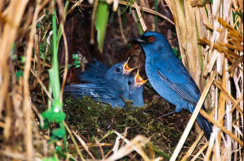 (Picaflor azul / Diglossa caerulescens - Andes Occidentales, Centrales y Orientales). El picaflor azul nidifica cerca del suelo, ocultando su nido en una oquedad pequeña. Como muchas aves de bosques neblinosos andinos, este picaflor usa gran cantidad de musgo para construir su nido. Murray Cooper