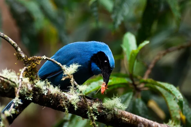 (Urraca Turquesa / Cyanolyca turcosa - Andes Centrales del Sur). Silbidos extraños y ronroneos metálicos desde el dosel: estos insólitos sonidos lucen fuera de lugar viniendo de un ave tan brillante y bella. La Urraca Turquesa se encuentra únicamente en el extremo sur de Colombia, donde es una habitante llamativa de los bosques subtropicales y temperados. Murray Cooper