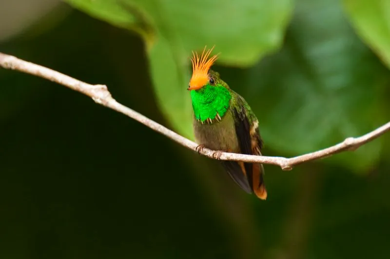 (Coqueta crestada / Lophornis delattrei - Valle del Magdalena). Esta espectacular y muy rara Coqueta es mas fácil de encontrar fuera del bosque, en sus bordes y los florecientes arboles en áreas claras. Es todavía más difícil de ver por su talla diminuta y su hábito de posarse en las ramas más altas. Murray Cooper